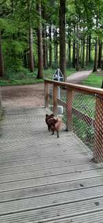 Hundeauslaufgebiet-Schloss Clemenswerth Sögel-Bild