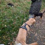 Hundeauslaufgebiet-Obstwiese Wunstorf-Bild