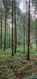 Hundeauslaufgebiet-Baxters Waldrunde in Hausen-Bild