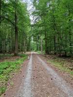 Hundeauslaufgebiet-Baxters Waldrunde in Hausen-Bild