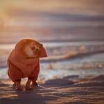 Hund uriniert nicht-Beitrag-Bild