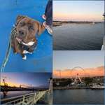 Urlaub in Schweden  mit Hund-Beitrag-Bild