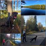 Urlaub in Schweden  mit Hund-Beitrag-Bild