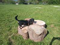 Hundeauslaufgebiet-Am Leimer Weg-Bild