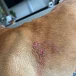 Hotspots, Allergie, Hautkrankheit?! Cytopoint vom Tierarzt und alles ist schlimmer geworden-Beitrag-Bild