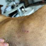 Hotspots, Allergie, Hautkrankheit?! Cytopoint vom Tierarzt und alles ist schlimmer geworden-Beitrag-Bild