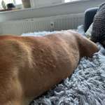 Hotspots, Allergie, Hautkrankheit?! Cytopoint vom Tierarzt und alles ist schlimmer geworden-Beitrag-Bild