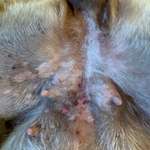 Hotspots, Allergie, Hautkrankheit?! Cytopoint vom Tierarzt und alles ist schlimmer geworden-Beitrag-Bild