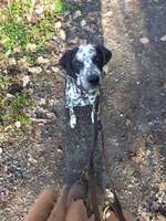 Hundewiesen-Beitrag-Bild