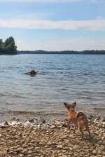 Hundeauslaufgebiet-Hundestrand Auesee-Bild