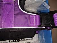 BullyBillows Hundegeschirr Größe L – Farbe Lila, Reflektierend, Robust-Beitrag-Bild