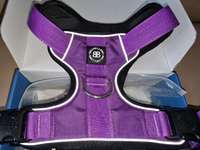 BullyBillows Hundegeschirr Größe L – Farbe Lila, Reflektierend, Robust-Beitrag-Bild