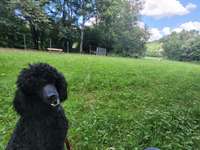 Hundeauslaufgebiet-Auwiese-Bild