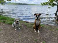 Hundeauslaufgebiet-Möhnesee (Hundestrand)-Bild
