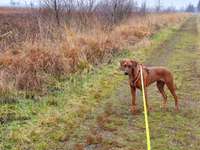 Hundeauslaufgebiet-Dosenmoor-Bild