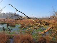 Hundeauslaufgebiet-Dosenmoor-Bild