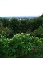 Hundeauslaufgebiet-Grillhütte-Bild