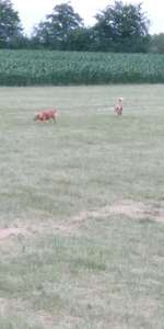Hundeauslaufgebiet-Sportplatz-Bild