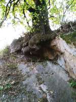 Hundeauslaufgebiet-Grillhütte-Bild