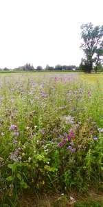 Hundeauslaufgebiet-Sportplatz-Bild