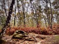 Hundeauslaufgebiet-Kalwes-Bild