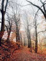 Hundeauslaufgebiet-Kalwes-Bild