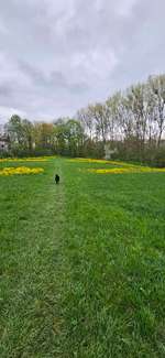 Hundeauslaufgebiet-Paul-Diehl-Park-Bild