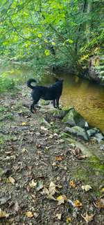 Hundeauslaufgebiet-Maisinger Schlucht (ein Teil)-Bild