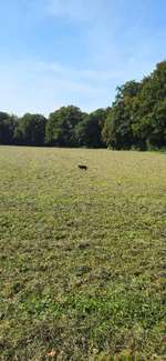 Hundeauslaufgebiet-Bismarckturm-Bild