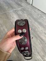 Hunde Halsband-Beitrag-Bild