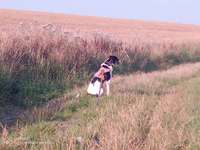 Hundeauslaufgebiet-Feldwege um Eiglasdorf und Pleisdorf-Bild