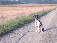 Hundeauslaufgebiet-Feldwege um Eiglasdorf und Pleisdorf-Bild