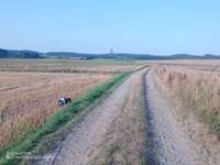 Hundeauslaufgebiet-Feldwege um Eiglasdorf und Pleisdorf-Bild