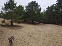 Hundeauslaufgebiet-Schießplatz-Bild