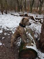 Hundeauslaufgebiet-Grunewaldsee-Bild