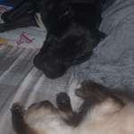 Ersteller:in Shiva Profilbild