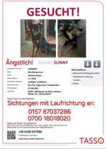 Suchmeldung-Sunny-Bild