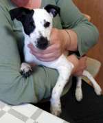 Suchmeldung-Shila-Bild