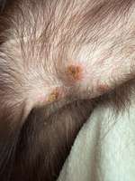 Pusteln-Beitrag-Bild