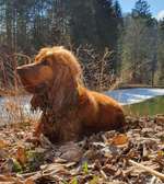 Hundeauslaufgebiet-Mautbrückner teich-Bild