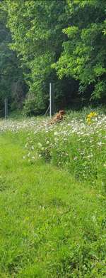 Hundeauslaufgebiet-Mautbrückner teich-Bild