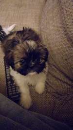 Shih Tzu-Beitrag-Bild