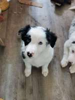 Name für Border Collie Hündin Gesucht-Beitrag-Bild