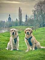 Hundeauslaufgebiet-Ostragehege-Bild