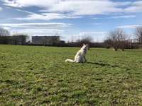 Hundeauslaufgebiet-Südring/Geibelhöhe-Bild