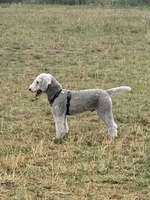 Bedlington Terrier-Beitrag-Bild