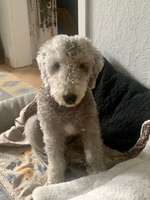 Bedlington Terrier-Beitrag-Bild