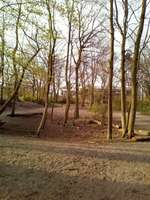 Hundeauslaufgebiet-Norderstedt Willy-Brandt-Park-Bild