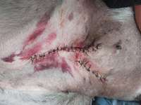 OP Naht Hämatome-Beitrag-Bild