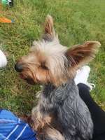 Hundeauslaufgebiet-Schönauer Lachen-Bild